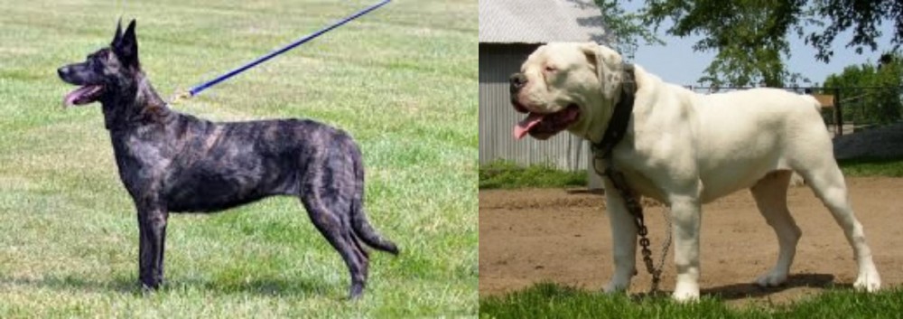 Hermes Bulldogge vs Dutch Shepherd - Breed Comparison