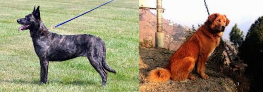 Himalayan Sheepdog vs Dutch Shepherd - Breed Comparison
