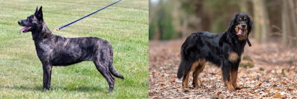 Hovawart vs Dutch Shepherd - Breed Comparison