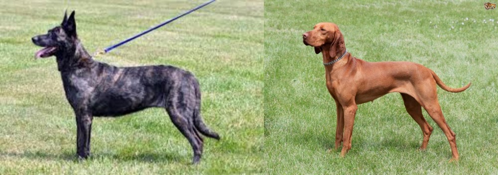 Hungarian Vizsla vs Dutch Shepherd - Breed Comparison
