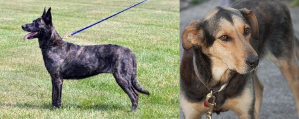 Huntaway vs Dutch Shepherd - Breed Comparison
