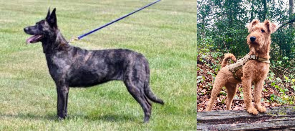 Irish Terrier vs Dutch Shepherd - Breed Comparison