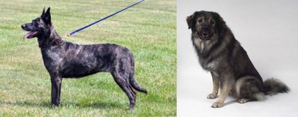 Istrian Sheepdog vs Dutch Shepherd - Breed Comparison