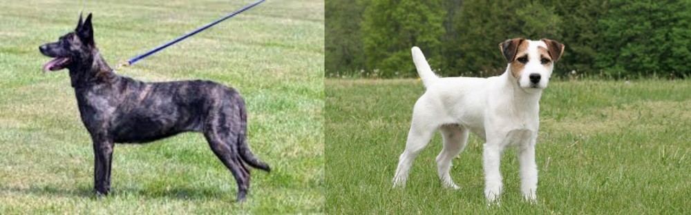 Jack Russell Terrier vs Dutch Shepherd - Breed Comparison