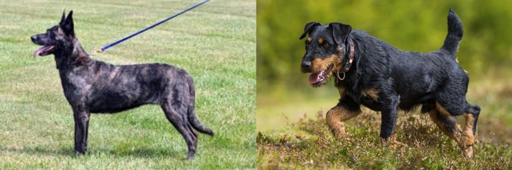 Jagdterrier vs Dutch Shepherd - Breed Comparison