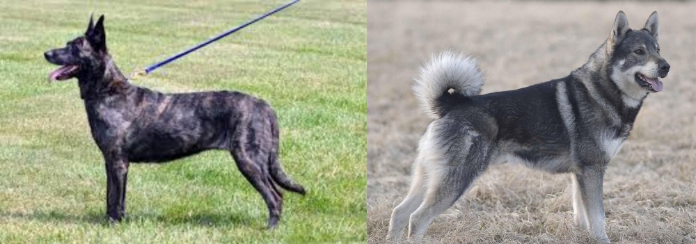 Jamthund vs Dutch Shepherd - Breed Comparison