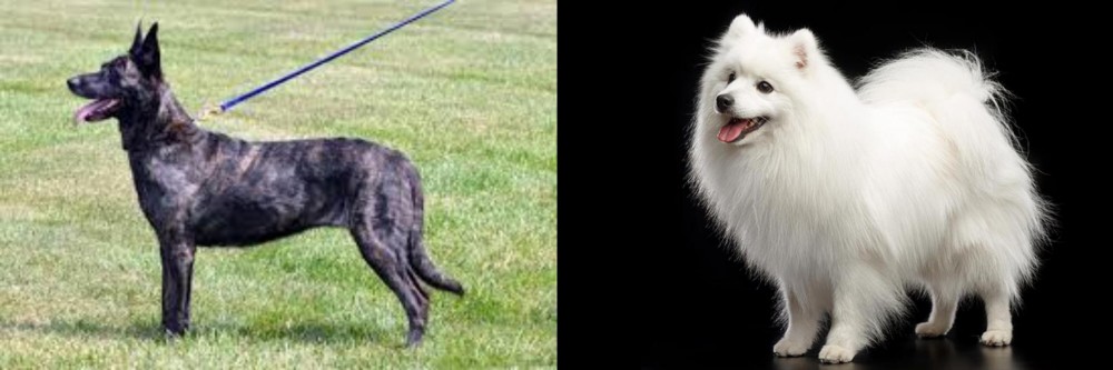 Japanese Spitz vs Dutch Shepherd - Breed Comparison
