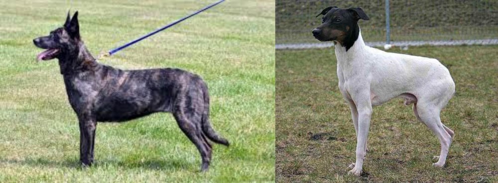 Japanese Terrier vs Dutch Shepherd - Breed Comparison