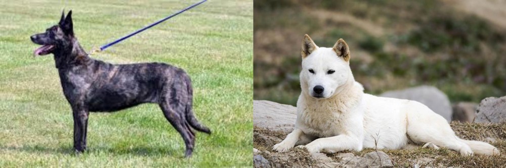 Jindo vs Dutch Shepherd - Breed Comparison