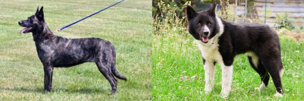 Karelian Bear Dog vs Dutch Shepherd - Breed Comparison