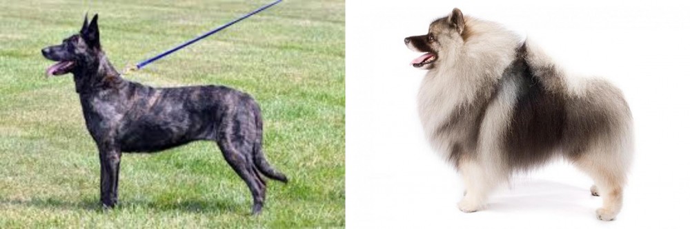 Keeshond vs Dutch Shepherd - Breed Comparison