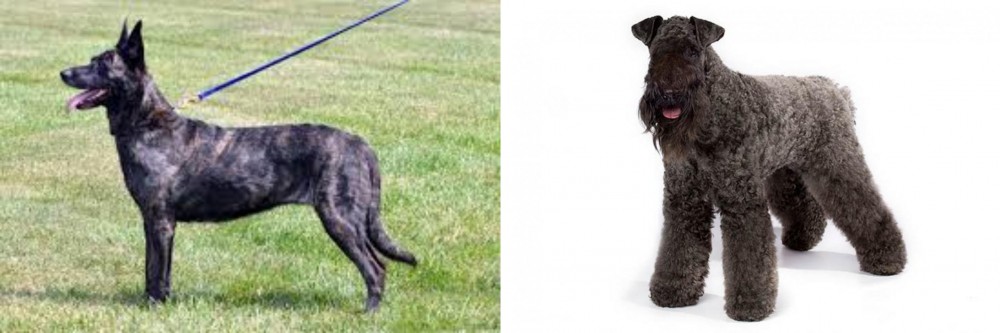 Kerry Blue Terrier vs Dutch Shepherd - Breed Comparison