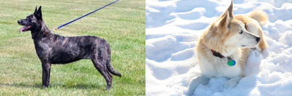 Labrador Husky vs Dutch Shepherd - Breed Comparison
