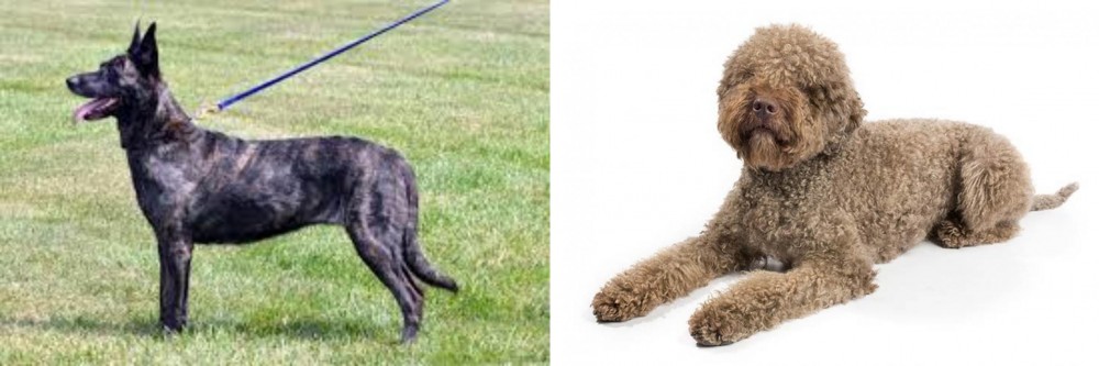 Lagotto Romagnolo vs Dutch Shepherd - Breed Comparison