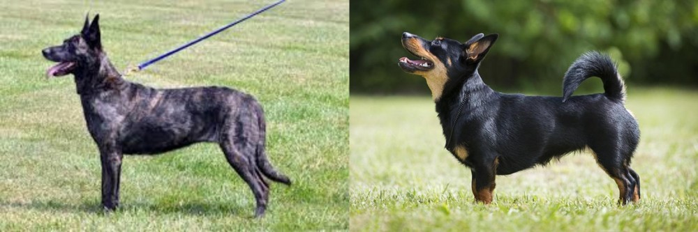 Lancashire Heeler vs Dutch Shepherd - Breed Comparison