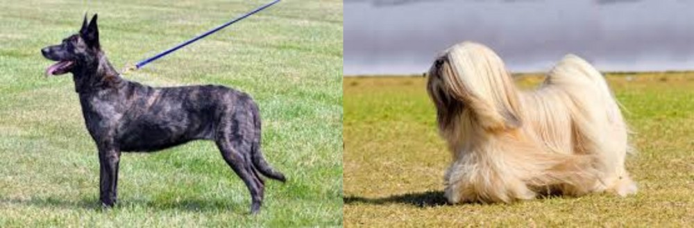 Lhasa Apso vs Dutch Shepherd - Breed Comparison