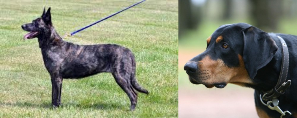 Lithuanian Hound vs Dutch Shepherd - Breed Comparison