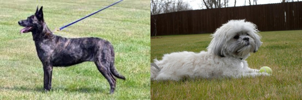 Mal-Shi vs Dutch Shepherd - Breed Comparison