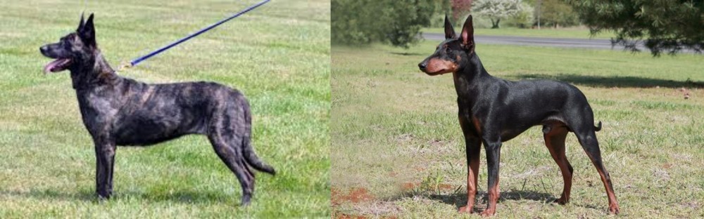 Manchester Terrier vs Dutch Shepherd - Breed Comparison