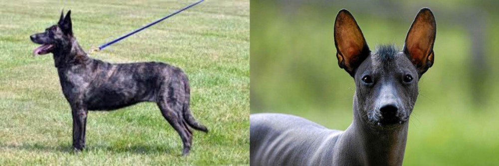 Mexican Hairless vs Dutch Shepherd - Breed Comparison