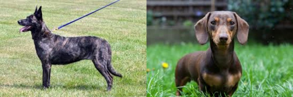 Miniature Dachshund vs Dutch Shepherd - Breed Comparison