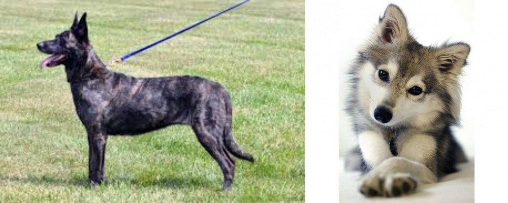 Miniature Siberian Husky vs Dutch Shepherd - Breed Comparison