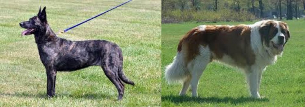 Moscow Watchdog vs Dutch Shepherd - Breed Comparison