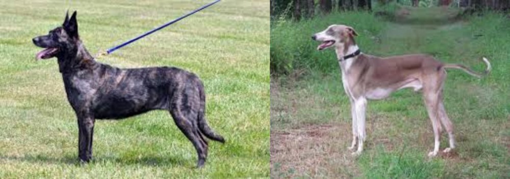 Mudhol Hound vs Dutch Shepherd - Breed Comparison