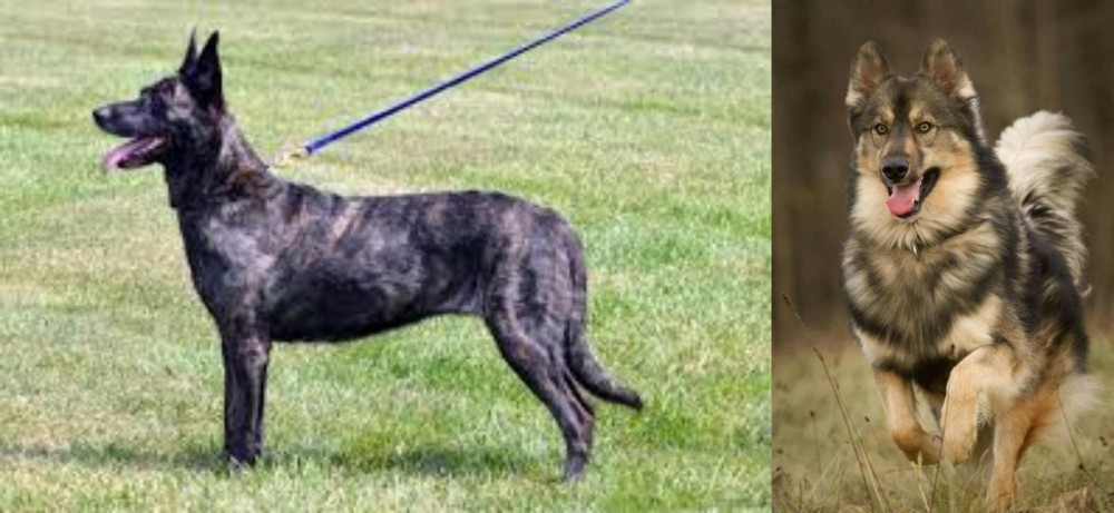 Native American Indian Dog vs Dutch Shepherd - Breed Comparison