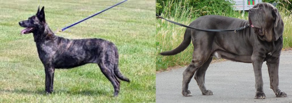 Neapolitan Mastiff vs Dutch Shepherd - Breed Comparison