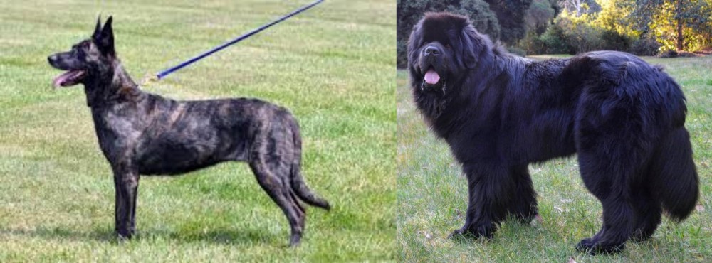 Newfoundland Dog vs Dutch Shepherd - Breed Comparison