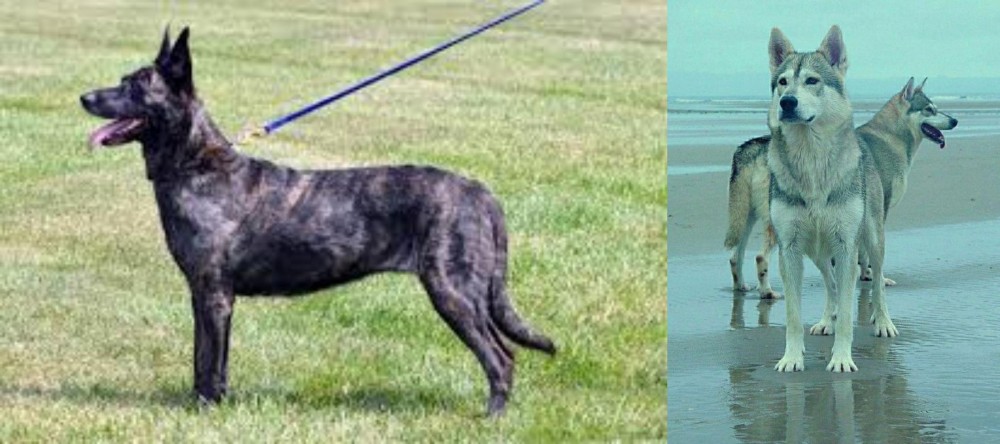 Northern Inuit Dog vs Dutch Shepherd - Breed Comparison