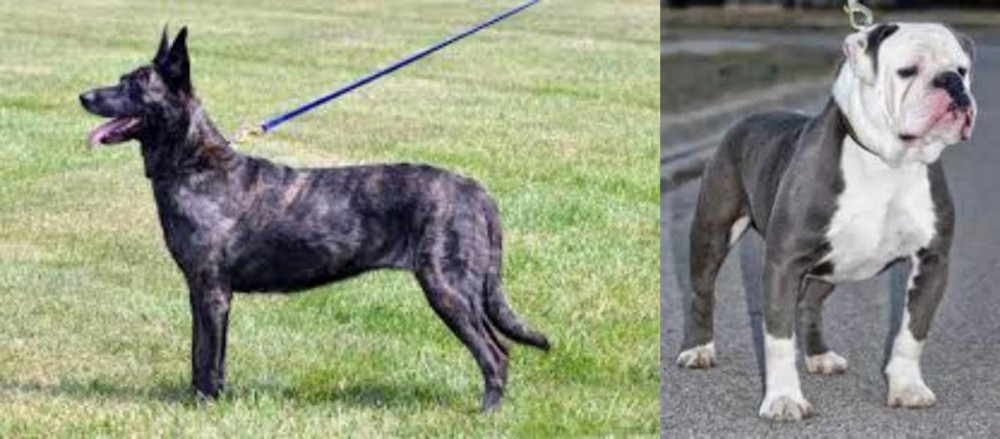 Old English Bulldog vs Dutch Shepherd - Breed Comparison