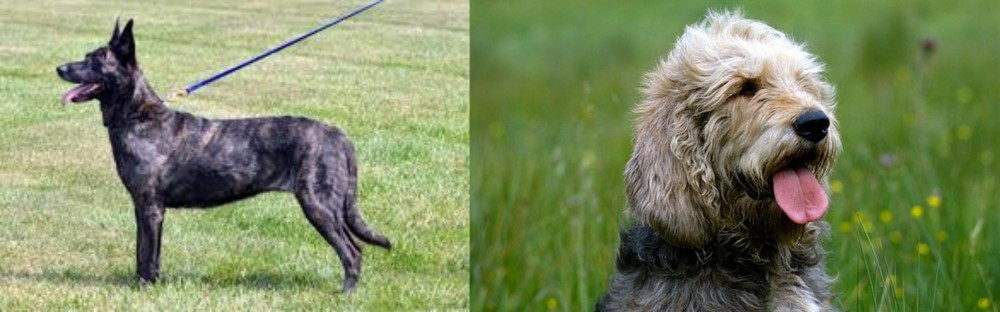 Otterhound vs Dutch Shepherd - Breed Comparison