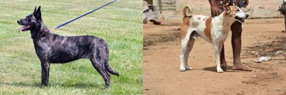 Pandikona vs Dutch Shepherd - Breed Comparison