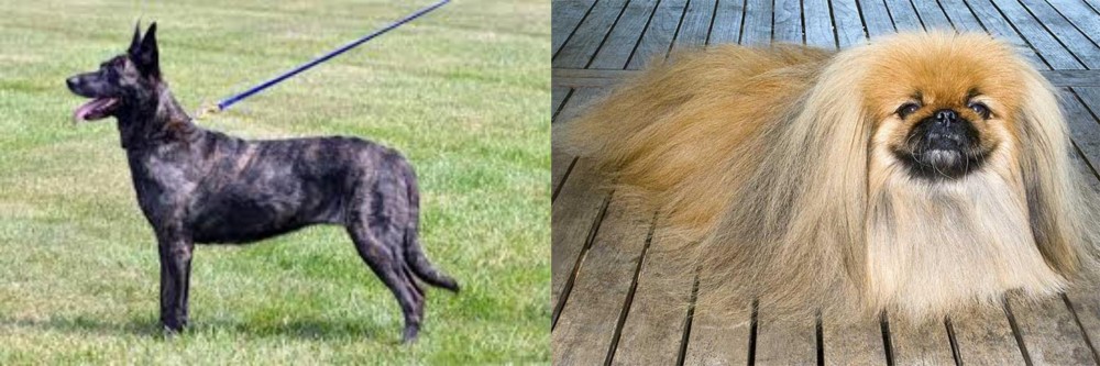 Pekingese vs Dutch Shepherd - Breed Comparison