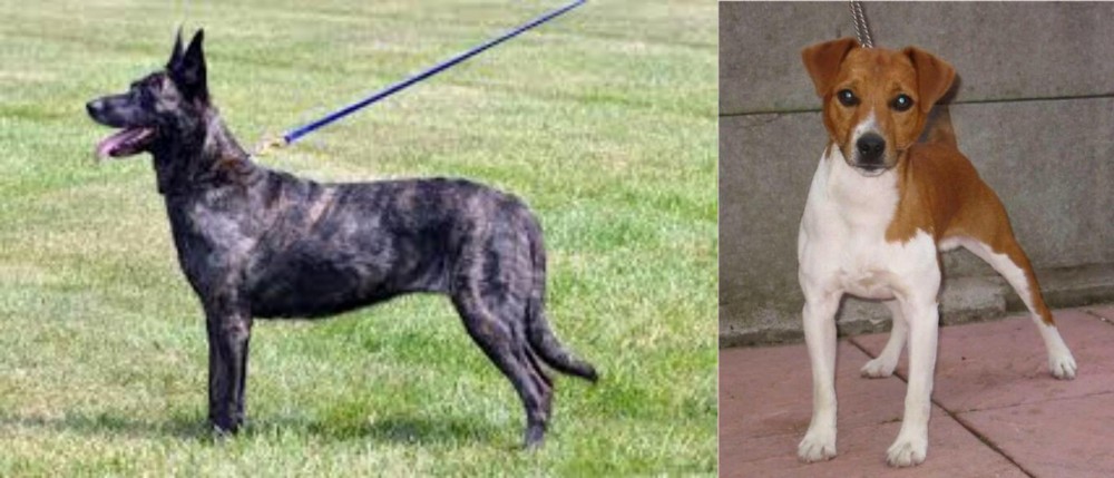 Plummer Terrier vs Dutch Shepherd - Breed Comparison