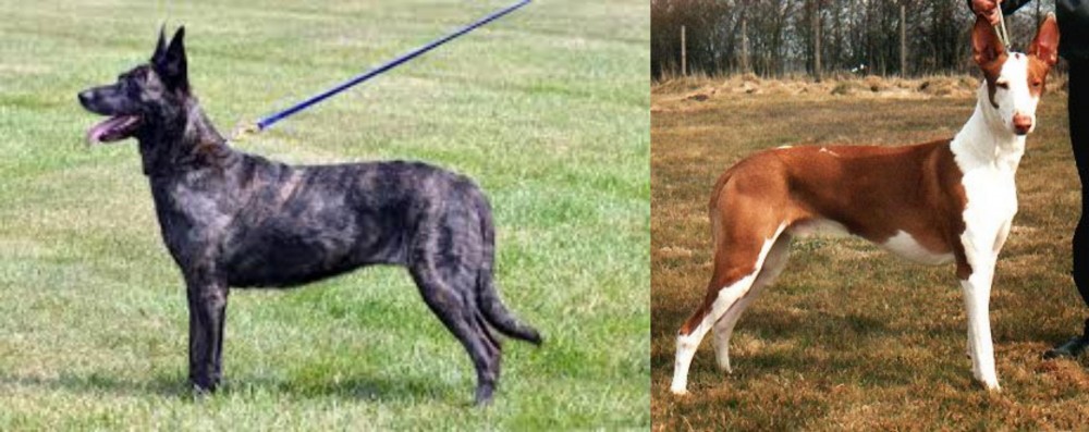 Podenco Canario vs Dutch Shepherd - Breed Comparison