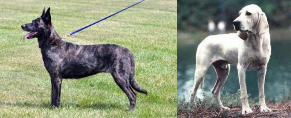 Porcelaine vs Dutch Shepherd - Breed Comparison
