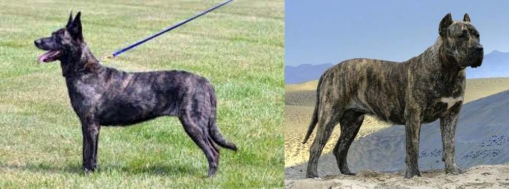 Presa Canario vs Dutch Shepherd - Breed Comparison