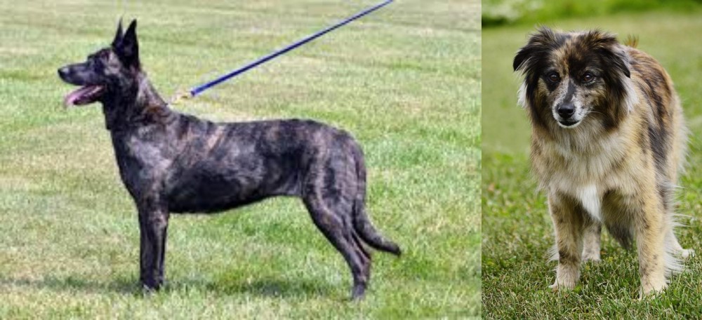 Pyrenean Shepherd vs Dutch Shepherd - Breed Comparison