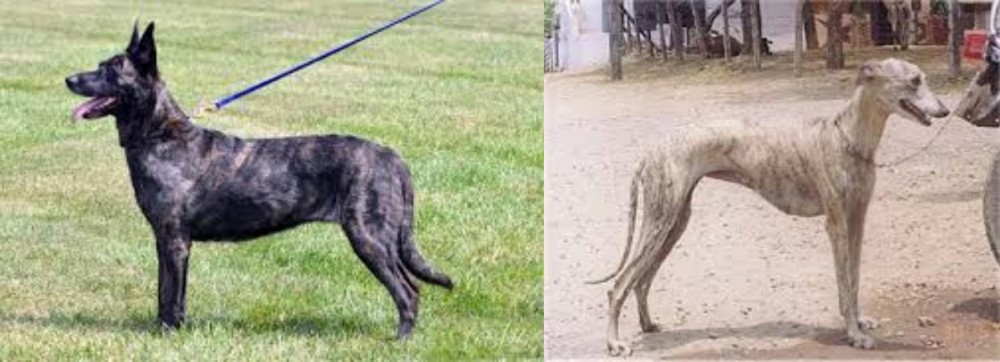 Rampur Greyhound vs Dutch Shepherd - Breed Comparison