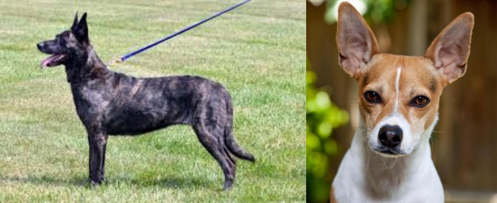 Rat Terrier vs Dutch Shepherd - Breed Comparison