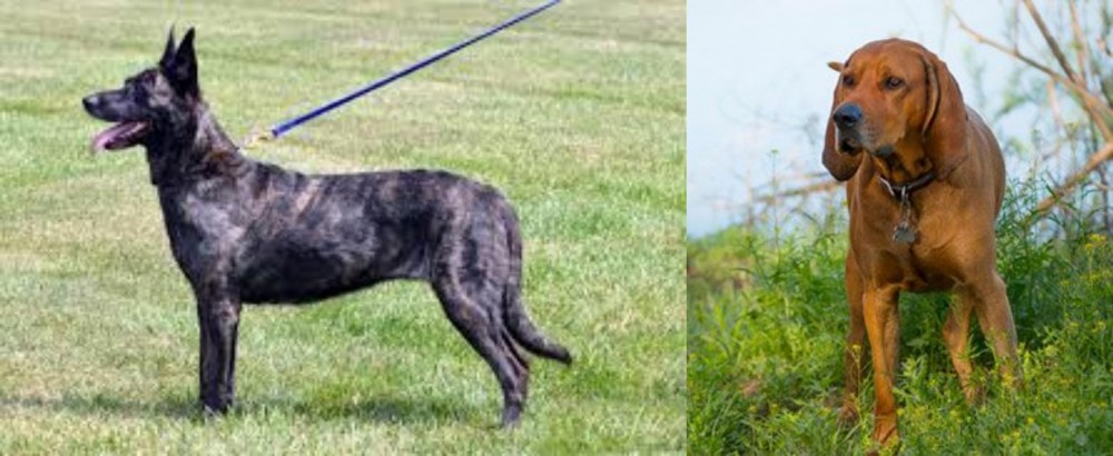 Redbone Coonhound vs Dutch Shepherd - Breed Comparison