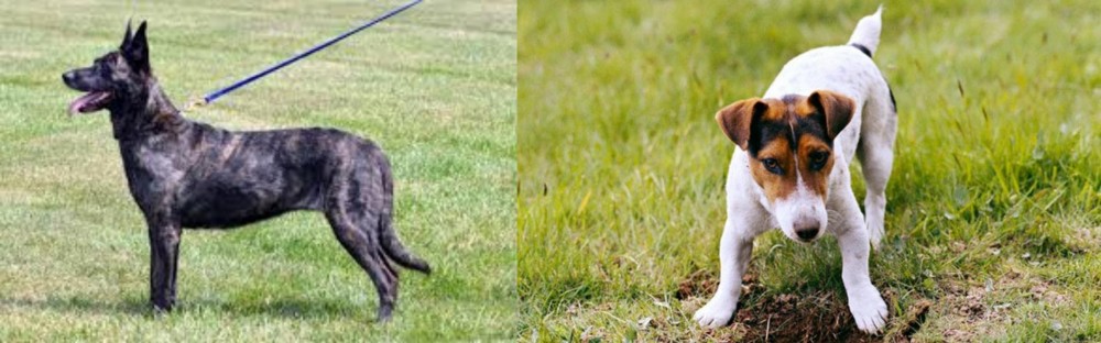 Russell Terrier vs Dutch Shepherd - Breed Comparison