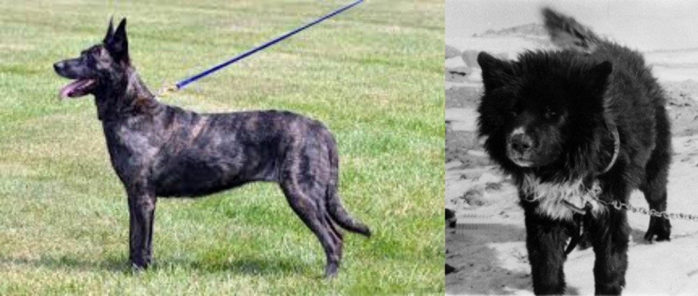 Sakhalin Husky vs Dutch Shepherd - Breed Comparison