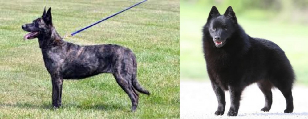 Schipperke vs Dutch Shepherd - Breed Comparison