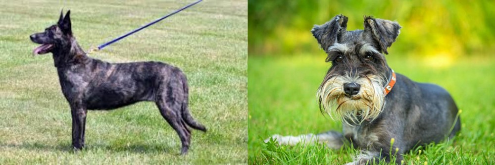 Schnauzer vs Dutch Shepherd - Breed Comparison