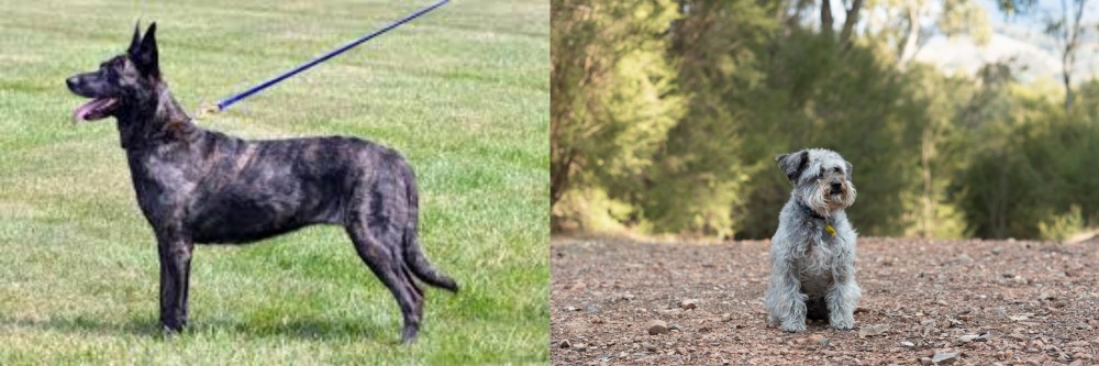 Schnoodle vs Dutch Shepherd - Breed Comparison
