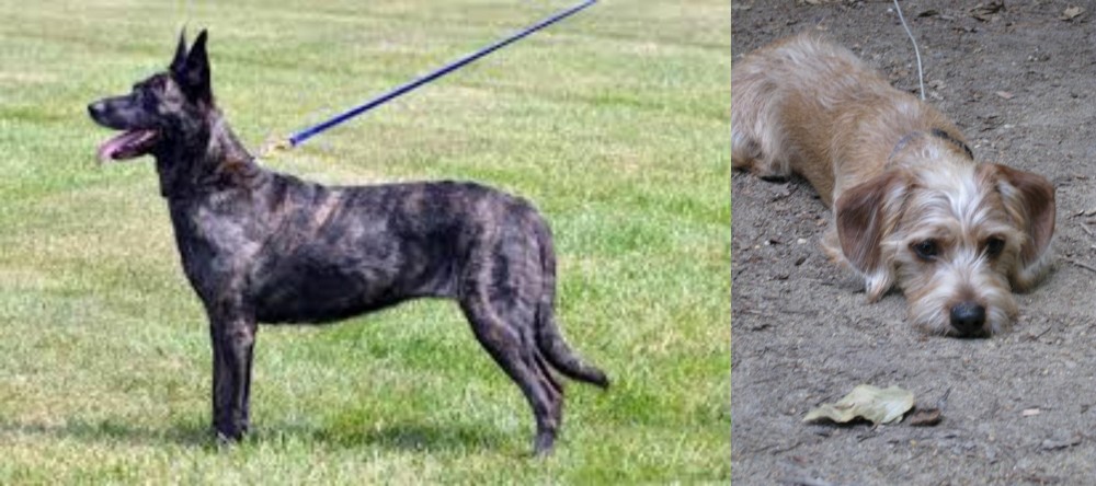 Schweenie vs Dutch Shepherd - Breed Comparison